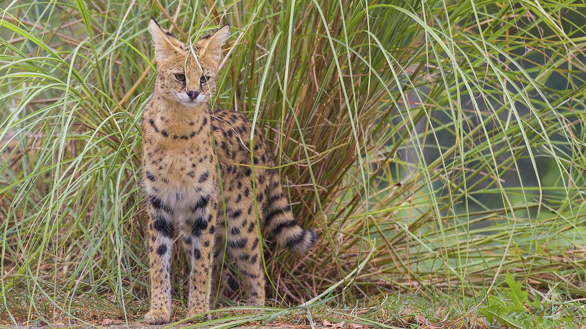 Exotische Katze soll durch Landkreis Rostock streifen