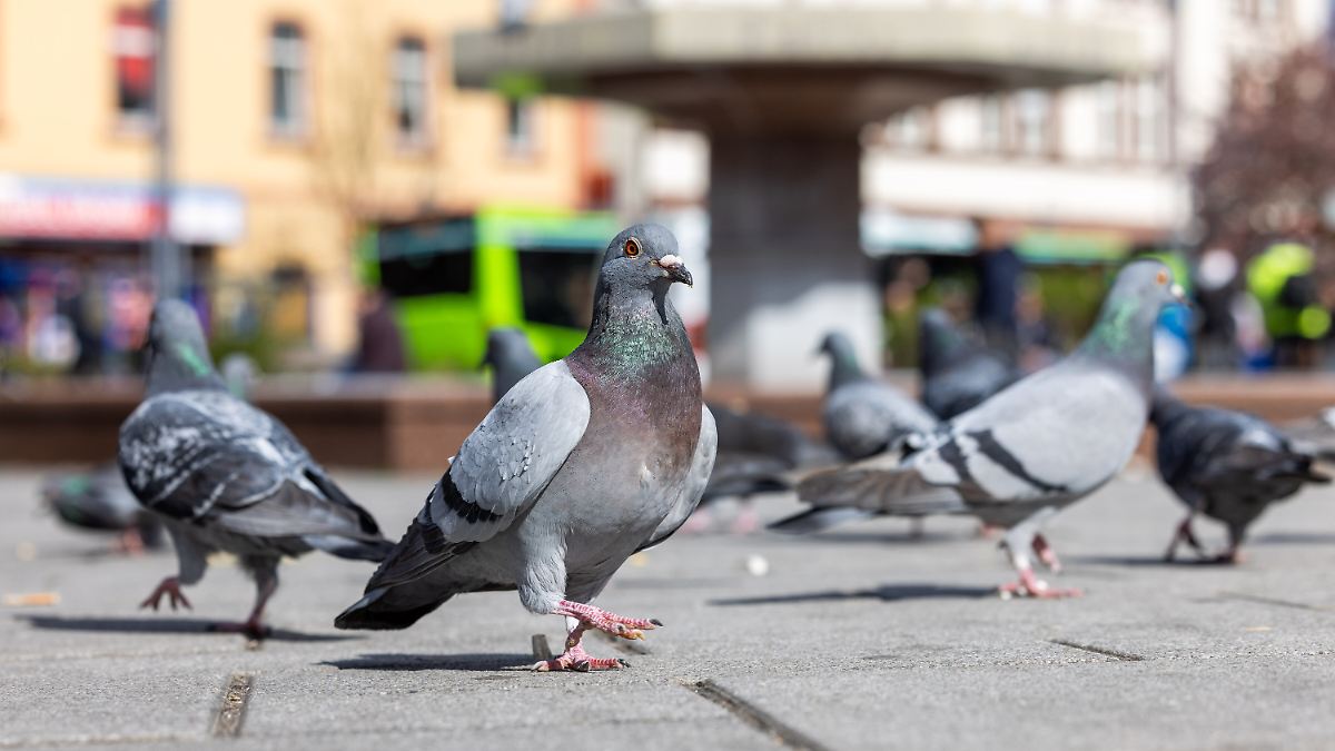 Limburg darf Tauben nicht töten