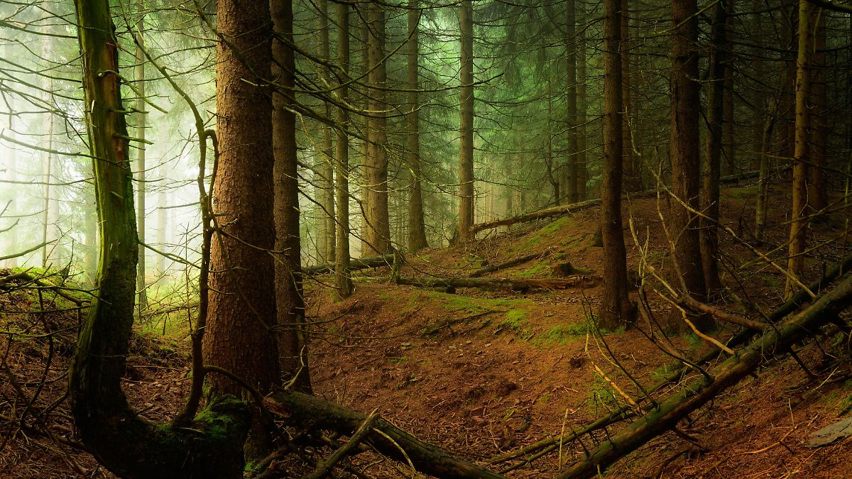 Das dunkle Geheimnis von Waldesroda