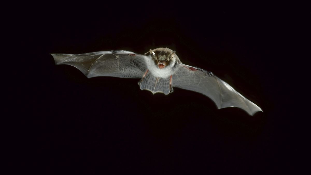 Mann in Australien stirbt nach Fledermaus-Biss