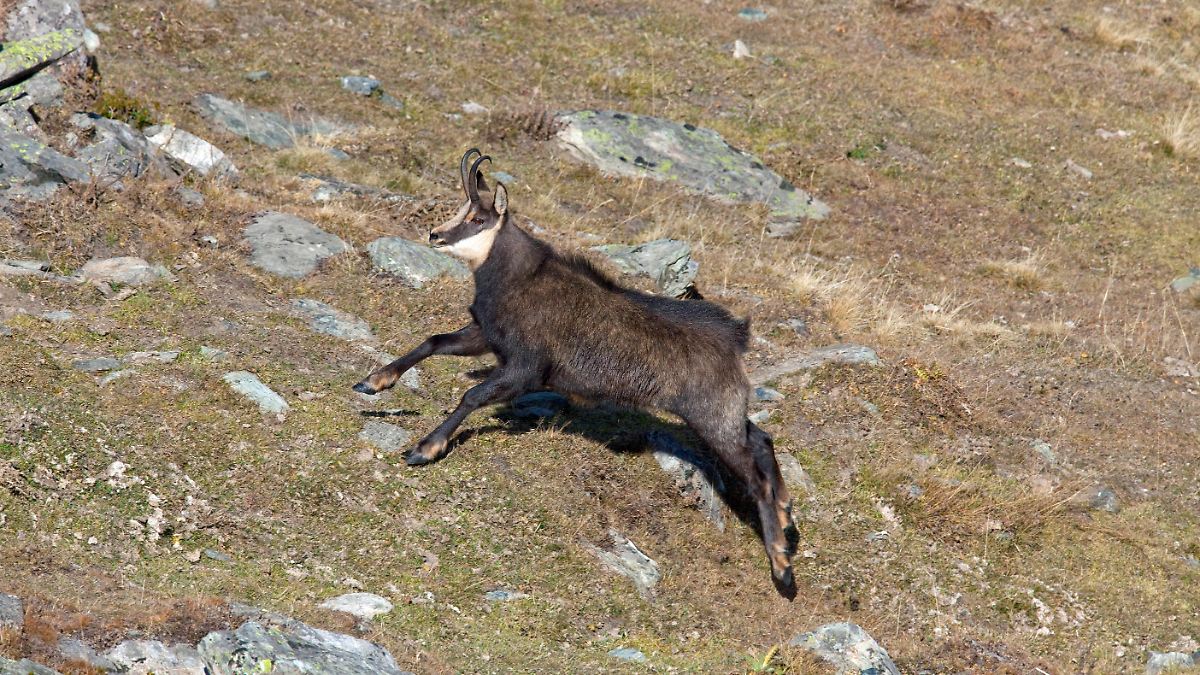 Italienische Insel will 800 Ziegen zum Abschuss freigeben