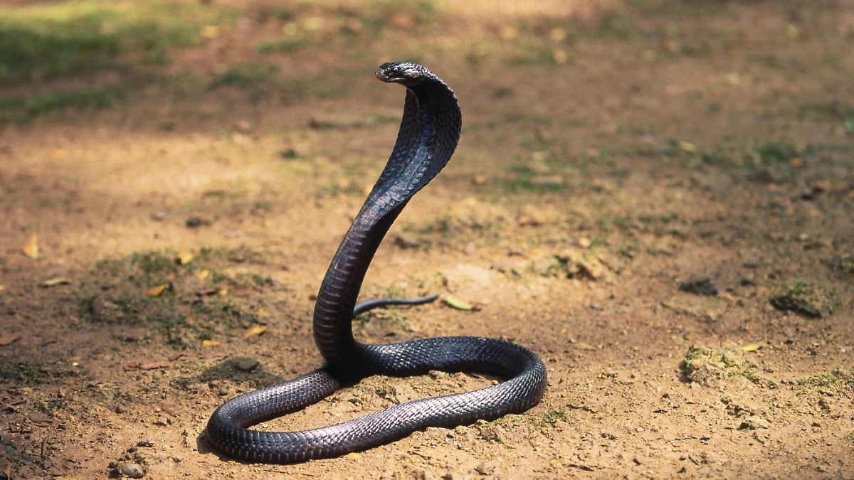 Erfahrener Schlangenretter bezahlt Unachtsamkeit mit dem Leben