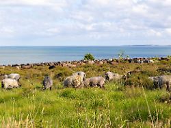 Izginil zlati                     šakal na                     Syltu, ki je                     pomoril 90 ovac
