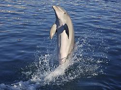 Jetski-Eklat in Australien: Männer stören Delfinschule - Haftstrafe möglich