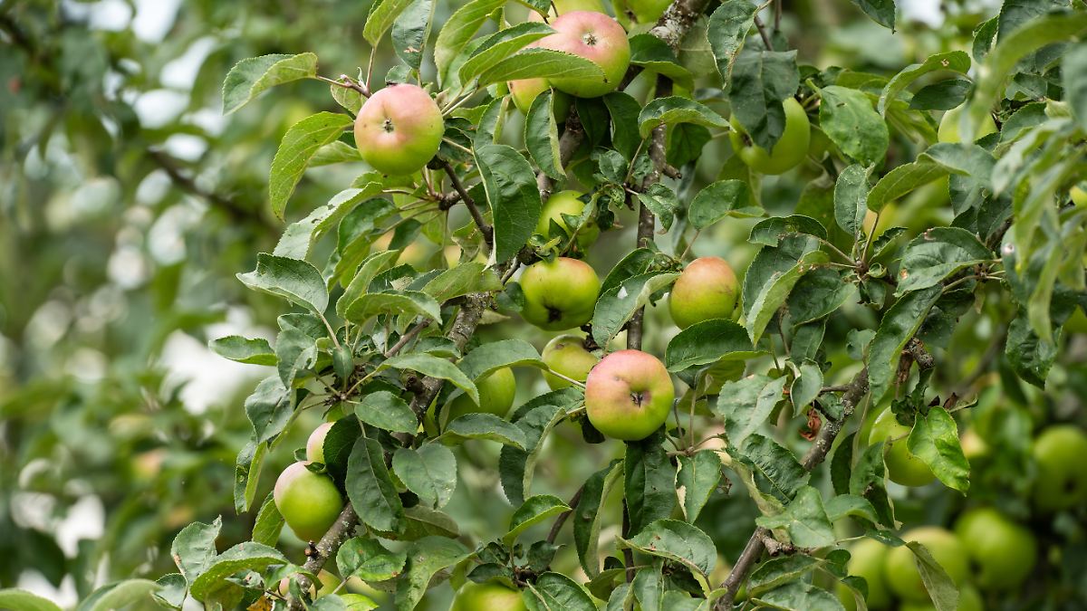 Apfelbauern rechnen mit guter Ernte für 2025