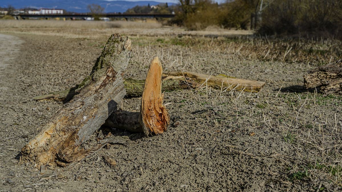 Wie sich Böden durch die Erderwärmung verändern