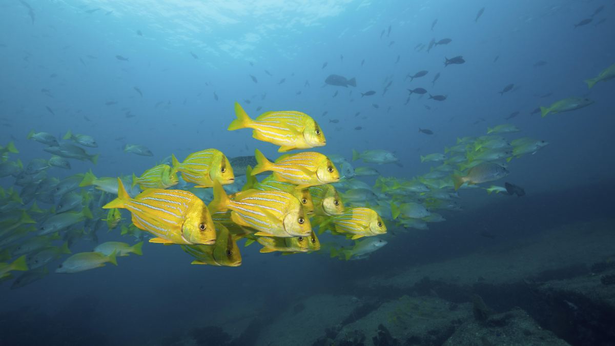 Wichtige Meeresströmung im Pazifik bricht zusammen