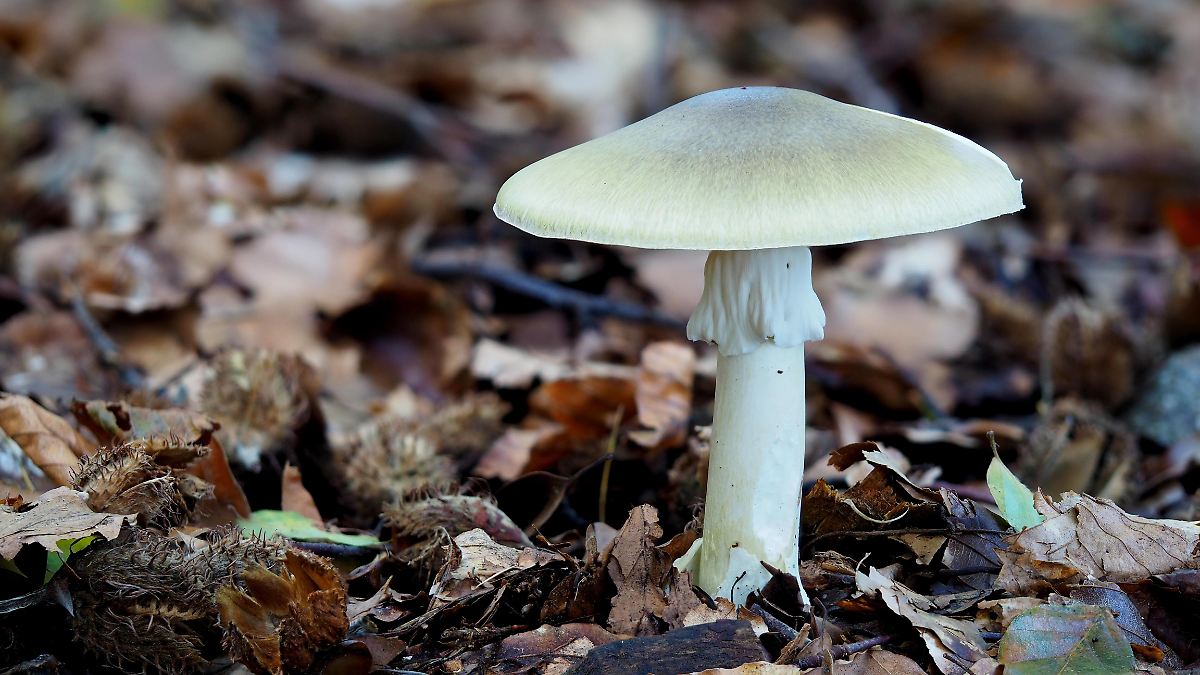 Gr-ner-Knollenbl-tterpilz-Das-ist-der-t-dlichste-Pilz-der-Welt-und-so-erkennt-man-ihn