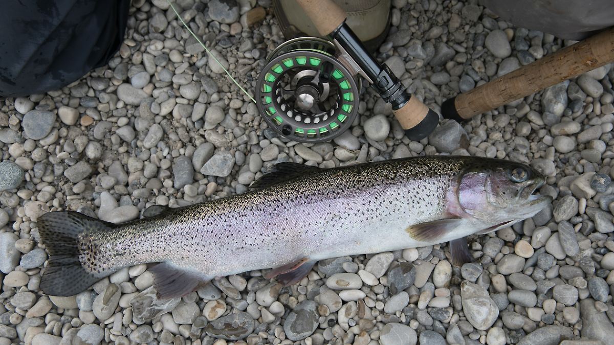 Catch-and-Release-Heikles-Anglerritual-entzweit-die-Gem-ter