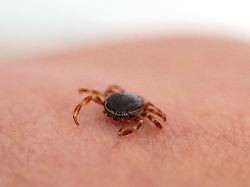 Krim-Kongo-Erreger in Europa: Wie groß ist die Virus-Gefahr für Deutschland?