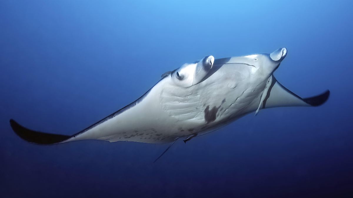 Mantarochen tauchen mehr als einen Kilometer tief - aber warum?
