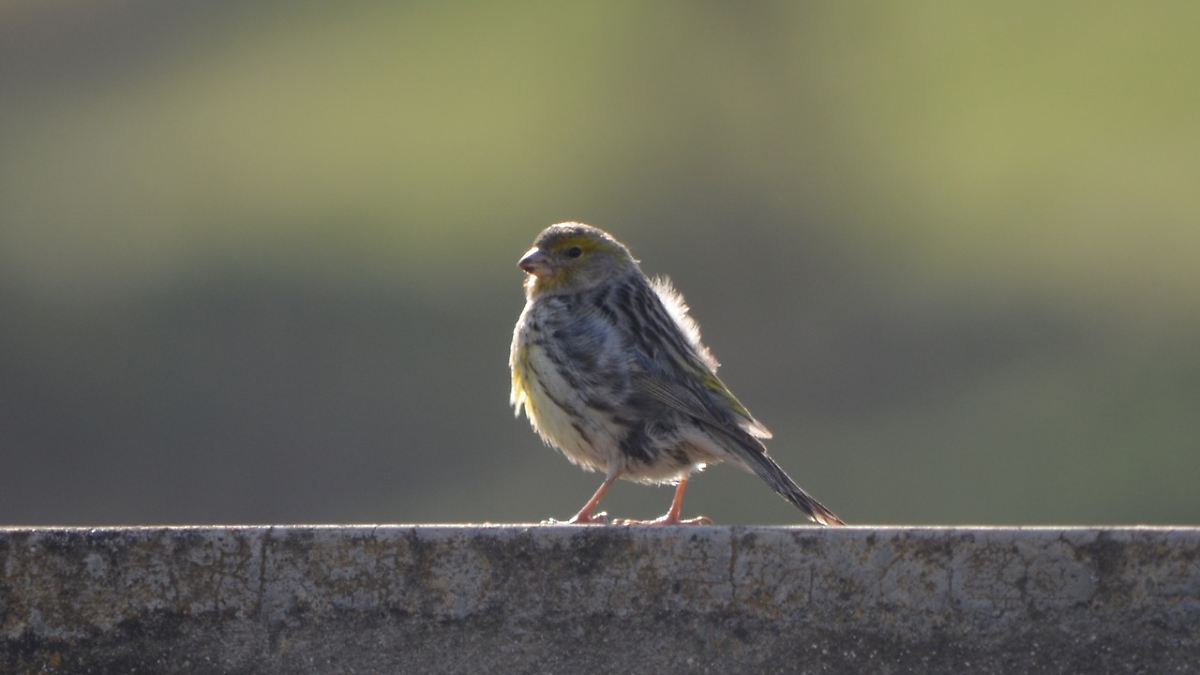 Forscher wecken ungeahnte Fähigkeiten bei Kanarienvögeln