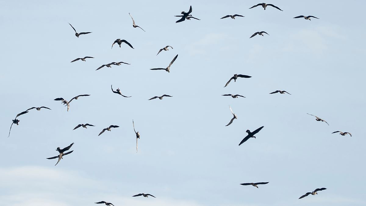 Wie gefährlich ist die Vogelgrippe?