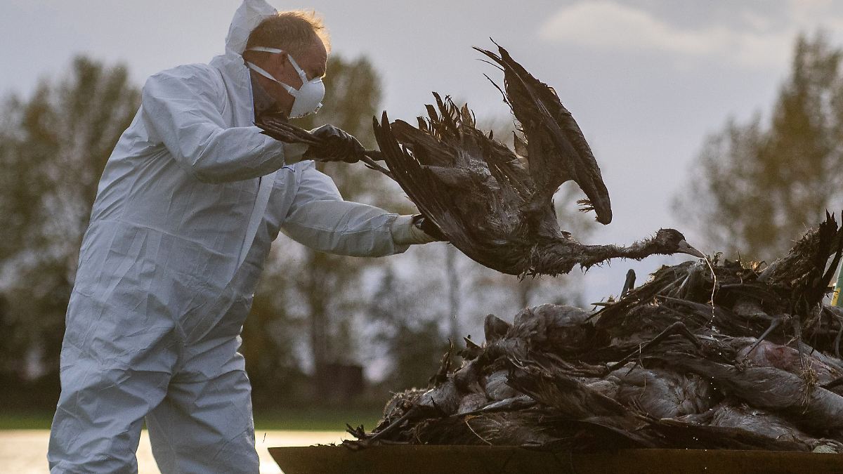"Doppelinfektion vermeiden": Wegen Vogelgrippe: Stiko empfiehlt Grippeimpfung