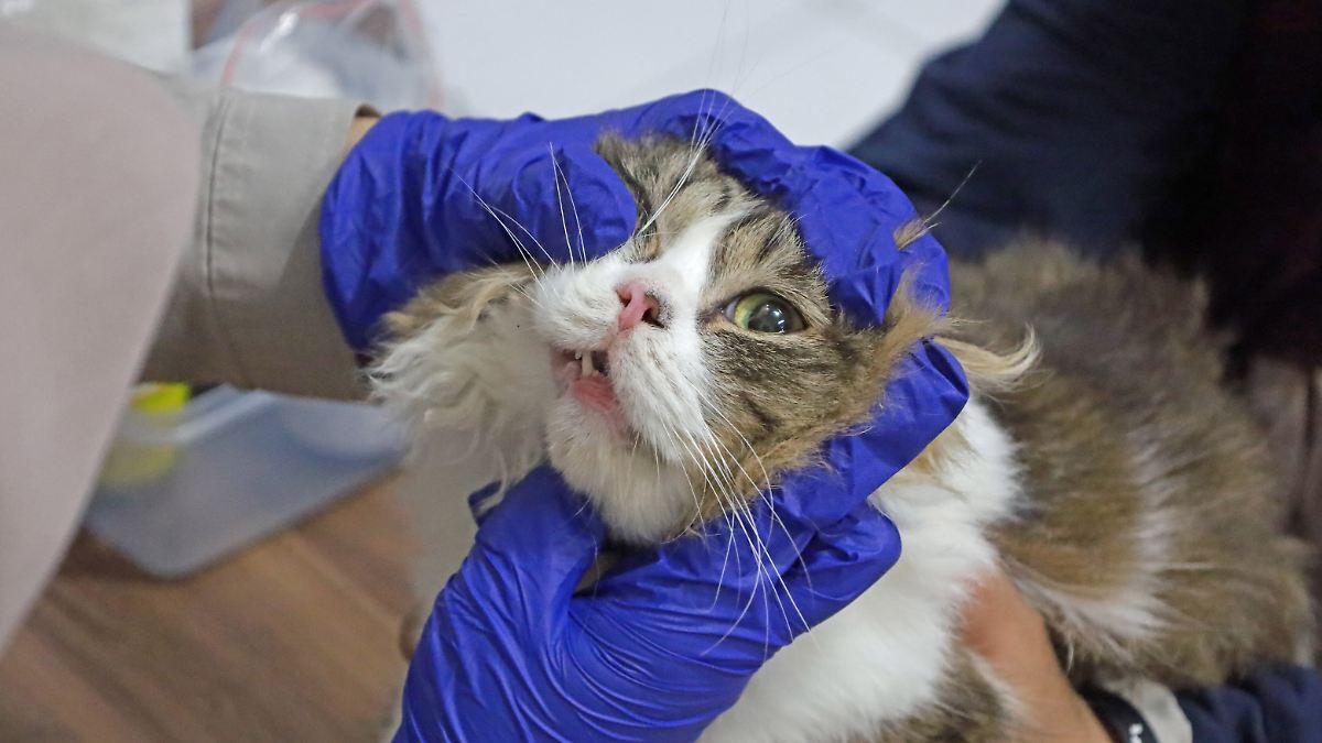 Mangel an Verstand und Tierwohl: Veterinäre rufen nach Haustierführerschein für Privatpersonen