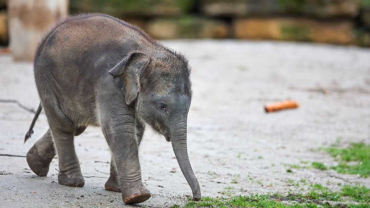 Mutter schaut bei OP zu: Junger Elefant bricht sich Stoßzahn im Leipziger Zoo
