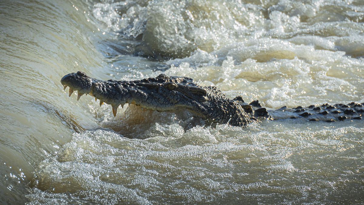 14-Jähriger überlebt Krokodil-Angriff