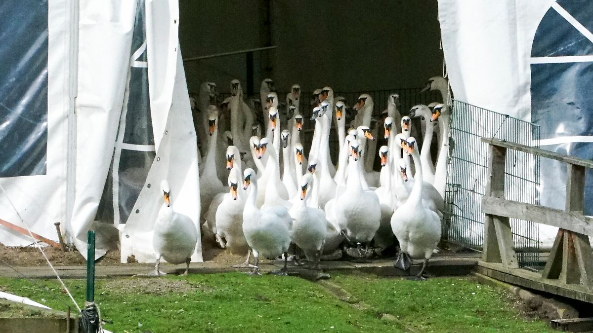 Auch Hamburg verhängt wegen Vogelgrippe Stallpflicht