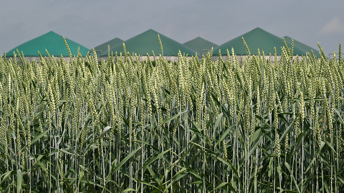 Mit-G-lle-durch-die-Dunkelflaute-Biogas-leistet-dasselbe-wie-Gaskraftwerke-50-Milliarden-Euro-g-nstiger-