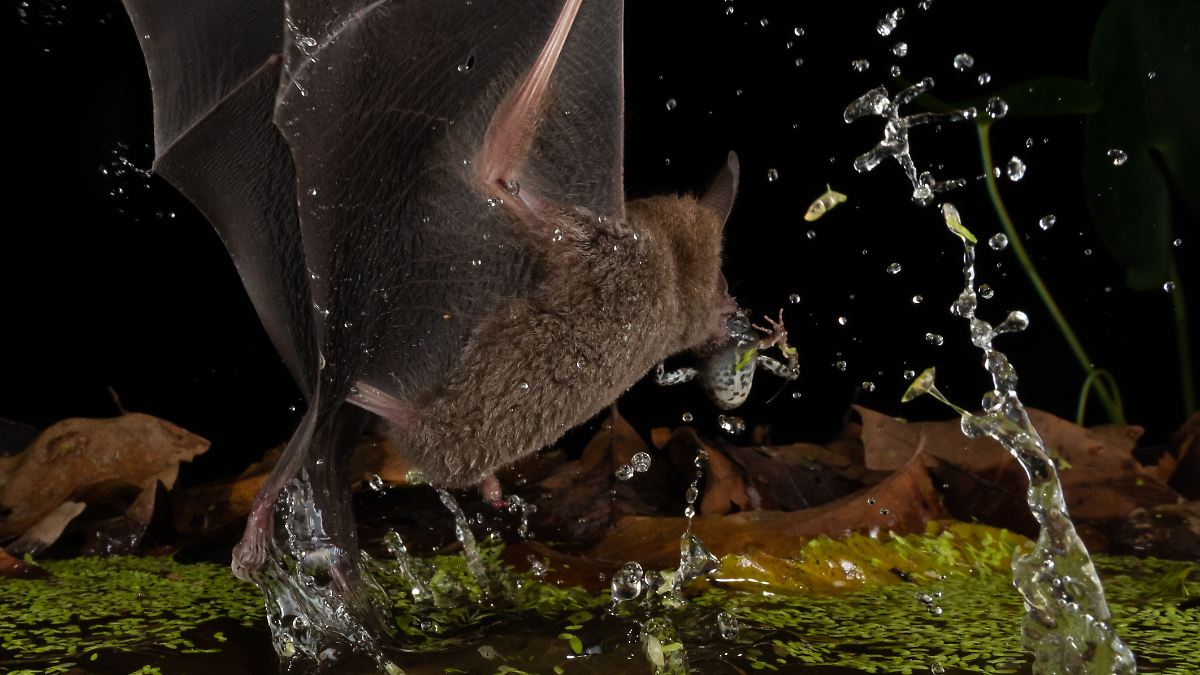 Winzige Fledermaus ist das wohl effizienteste Raubtier der Welt