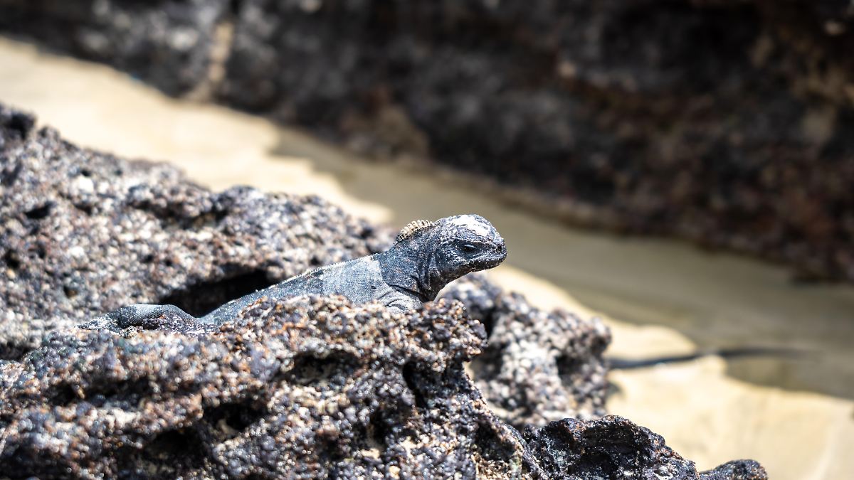 Inselreptilien verschwinden, bevor man sie überhaupt kennt