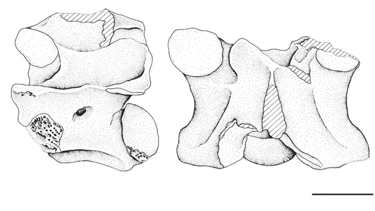 Fundsache, Nr. 1041: 15 Mio Jahre altes Python-Fossil bei Augsburg - n ...