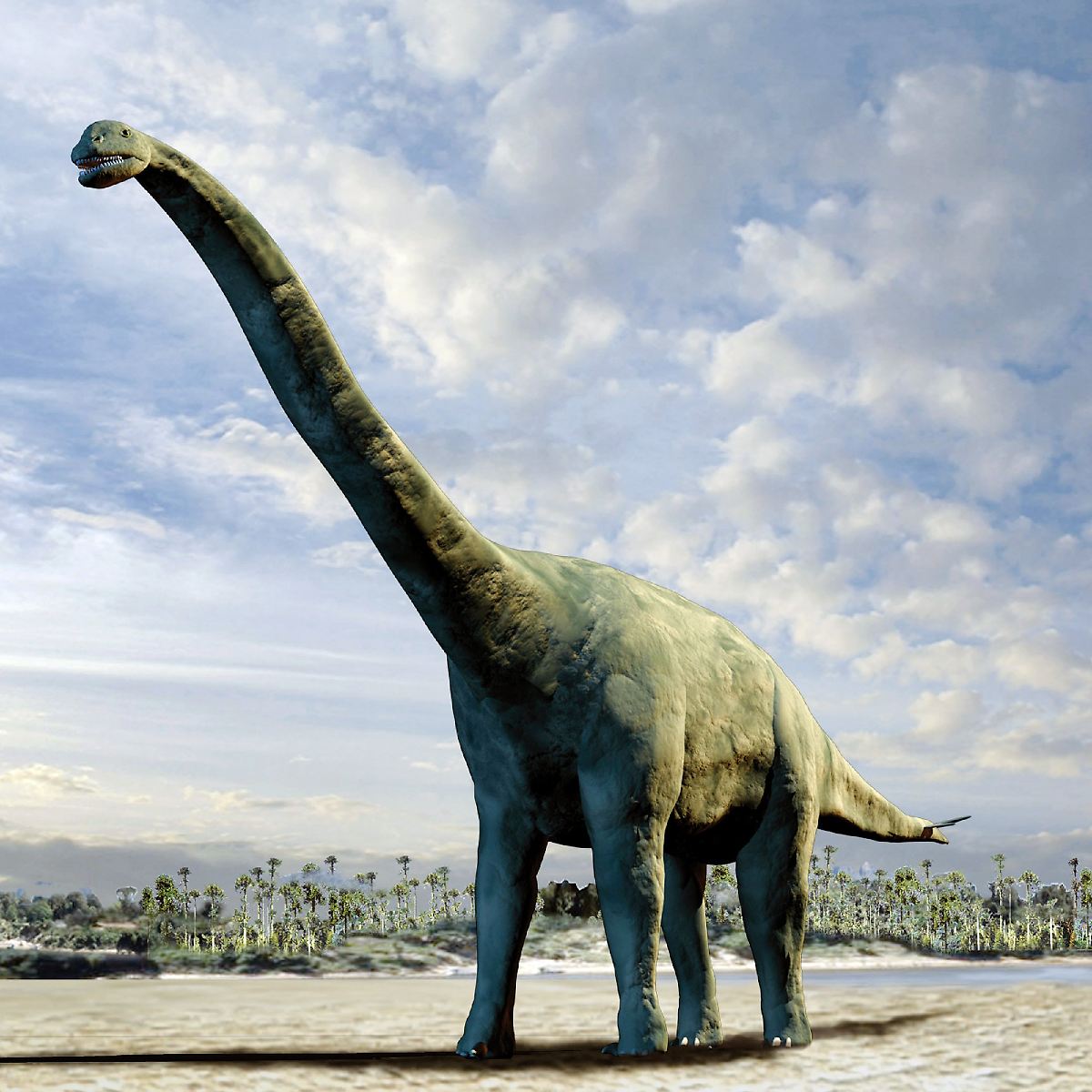 Диплодок динозавры юрского периода. Про диплодока. Про диплодока. Сейсмозавр и диплодок. Сейсмозавр и диплодок.
