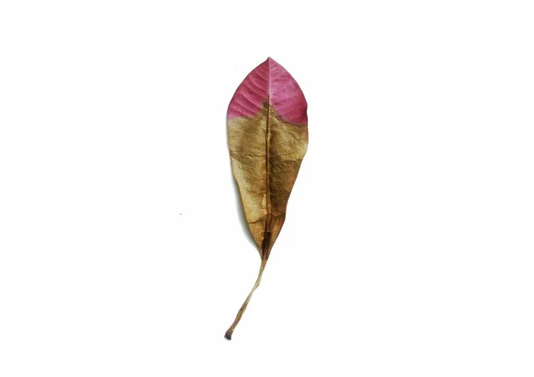 Auf dem Bild ist nur ein Blatt zu sehen. In diesem Artikel erklären wir alles über minimalistisches Logo.